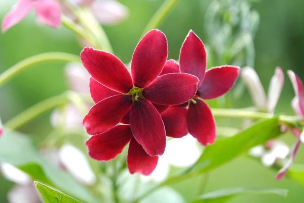 Rött och rosa i rangoon creeper blomma. — Stockfoto