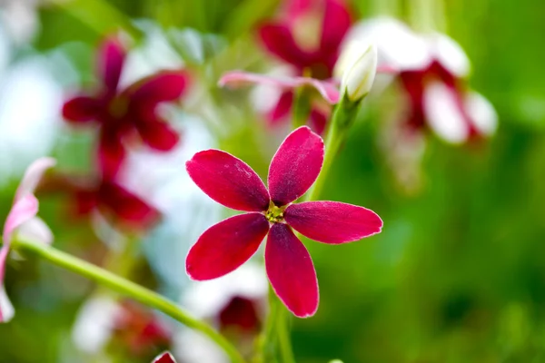 Red and pink of Rangoon creeper flower. — Stock Photo, Image