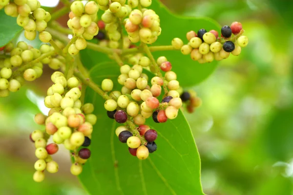 Antidesma thwaitesianum on the tree. — Stock Photo, Image