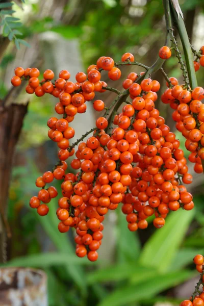 Orange seed of Fan palm. — Stock Photo, Image