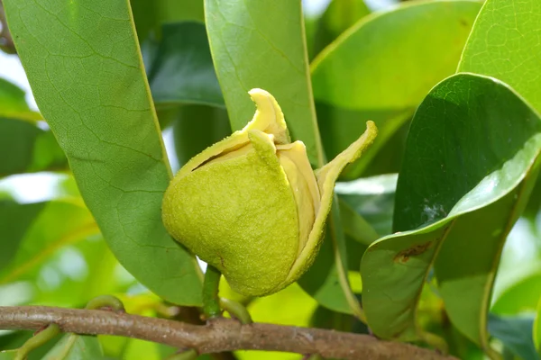 Flor de guanábana o manzana espinosa o belanda duriana o — Foto de Stock