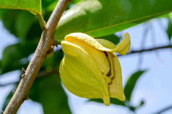Flower of soursop or prickly custard apple or durian belanda or — Stock Photo, Image