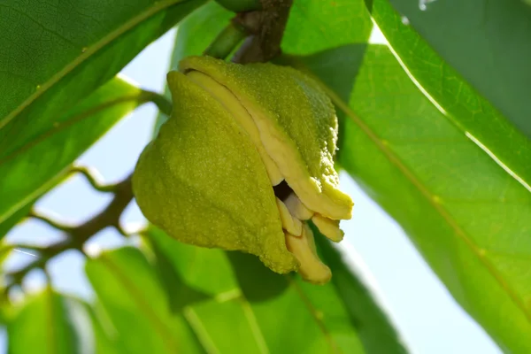 Flor de guanábana o manzana espinosa o belanda duriana o — Foto de Stock