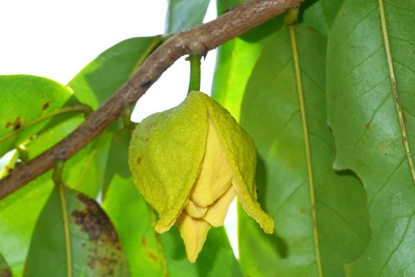 Květ soursop nebo pichlavý custard apple nebo durian belanda nebo — Stock fotografie