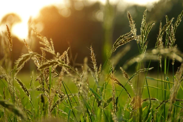Wilde gras in zonsondergang tegenlicht — Stockfoto