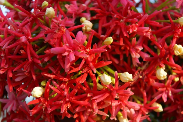 Rangoon flor enredadera en el jardín . — Foto de Stock