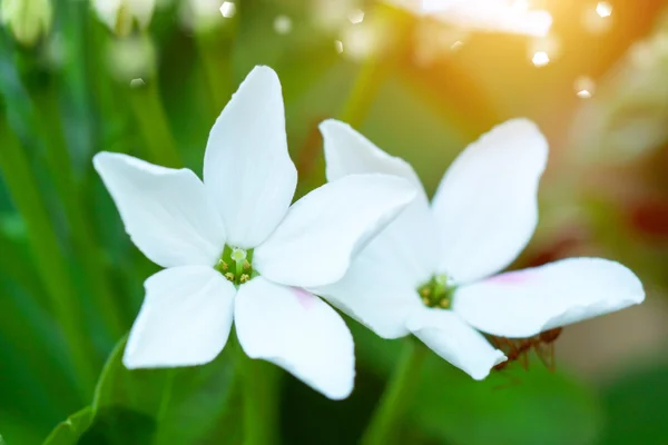 Bianco Rangoon fiore rampicante in giardino . — Foto Stock