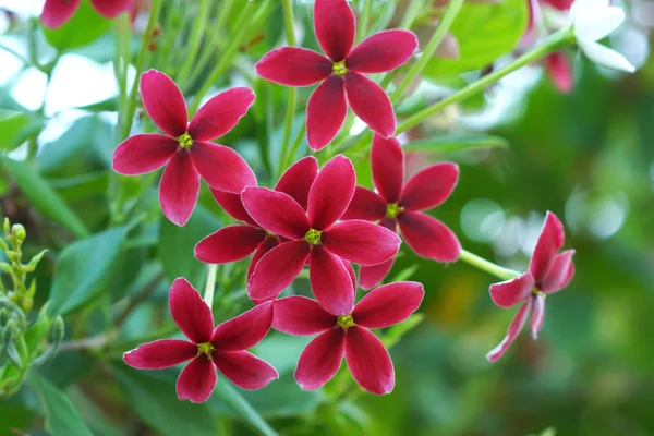 Rangoon flor enredadera en el jardín . — Foto de Stock