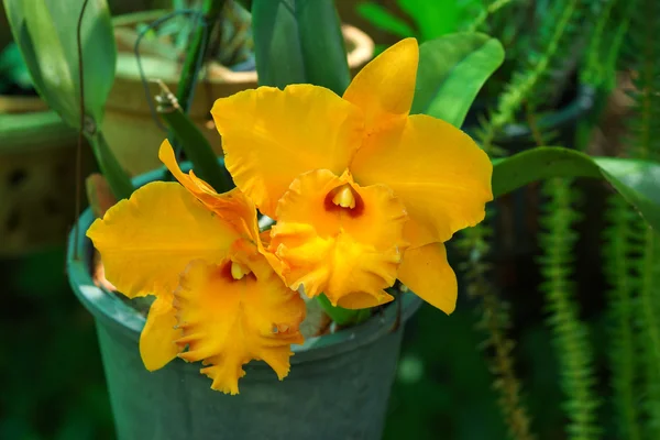 Orchidée orange cattleya gros plan — Photo