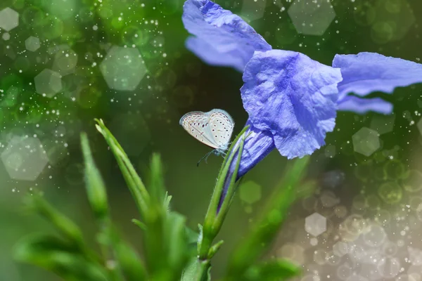 Butterflies are feeding on flower. — Stock Photo, Image