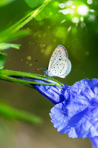 Les papillons se nourrissent de fleurs . — Photo