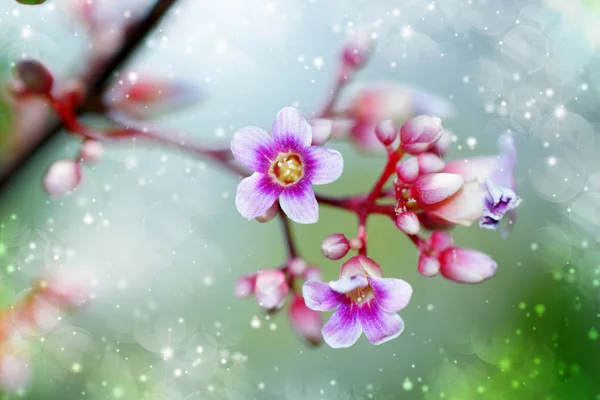 Estrella flor de manzana — Foto de Stock