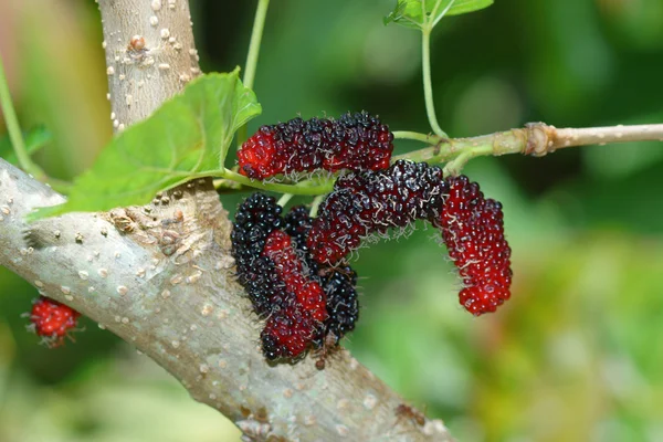 Red Mulberry with leaf on tree — Stock Photo, Image