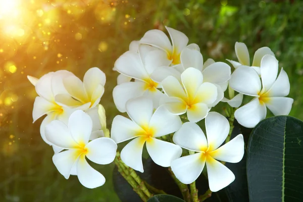 Frangipani fiore al mattino . — Foto Stock