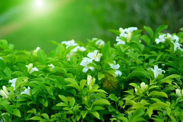 Andaman suikerhout bloem. — Stockfoto