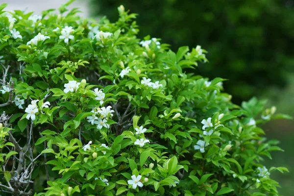 Flor de satinwood de Andaman . — Fotografia de Stock