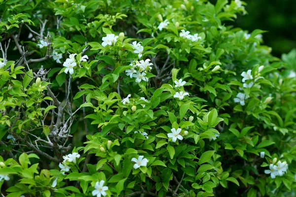 Andaman satinwood flower. — Stock Photo, Image