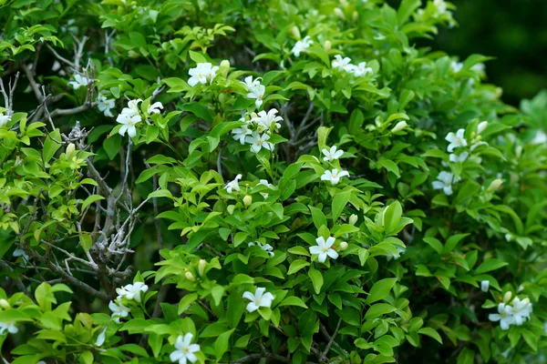 Andaman satinwood çiçek. — Stok fotoğraf