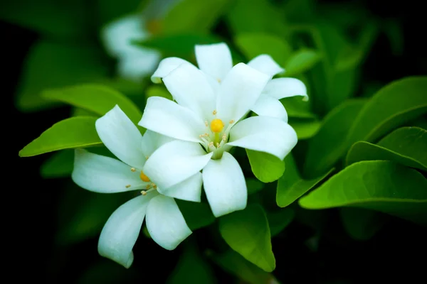 Flor de satinwood de Andaman . — Fotografia de Stock