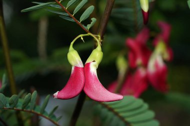 Agasta 'yı, Sesban' ı, arka planı bulanık olan sebze mırıldanan kuş çiçeğini kapatın. (Bilimsel adı Sesbania grandiflora Desv.)