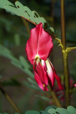Agasta 'yı, Sesban' ı, arka planı bulanık olan sebze mırıldanan kuş çiçeğini kapatın. (Bilimsel adı Sesbania grandiflora Desv.)