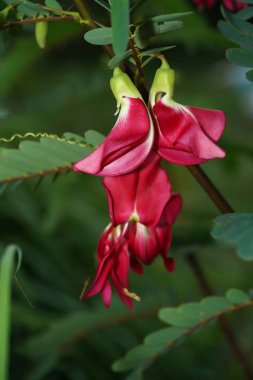 Agasta 'yı, Sesban' ı, arka planı bulanık olan sebze mırıldanan kuş çiçeğini kapatın. (Bilimsel adı Sesbania grandiflora Desv.)