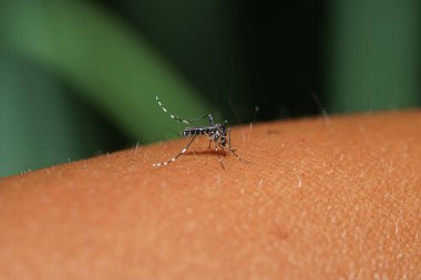 Bulanık arka planda kan emen bir sivrisineği kapat. (Bilimsel adı Aedes aegypti)