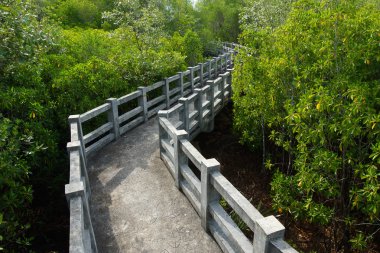 doğal mangrov geçit. Tayland seyahat.