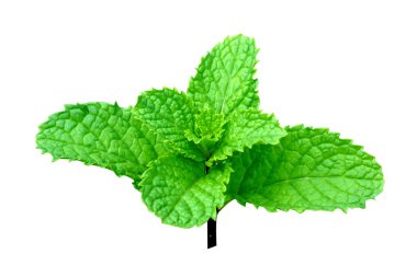 büyüyen nane yaprakları