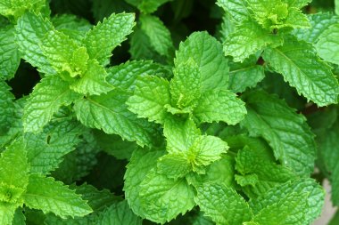 büyüyen nane yaprakları