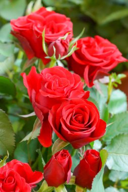 kırmızı gül çiçek