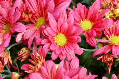 pembe krizantem