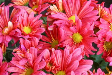 pembe krizantem