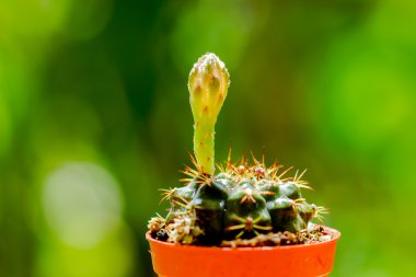 çöl kaktüsü tesisi.