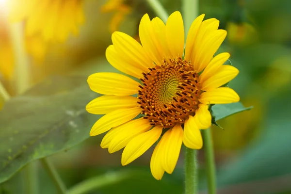 Helder gele zonnebloemen — Stockfoto