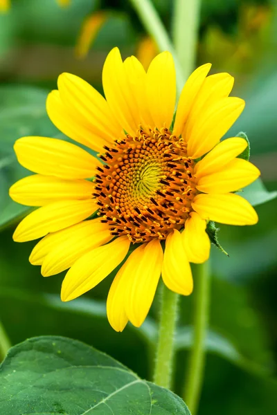 Parlak sarı ayçiçeği — Stok fotoğraf
