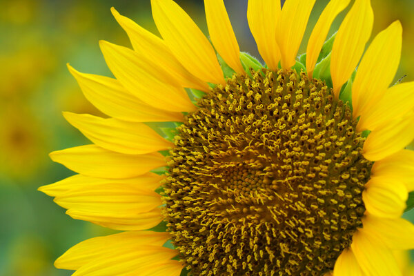 Bright yellow sunflowers