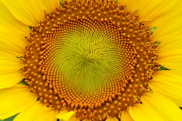Pyłek i płatków słoneczników. — Zdjęcie stockowe