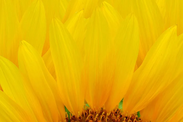 Helder gele zonnebloemen — Stockfoto