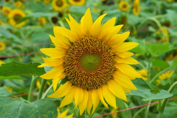 Parlak sarı ayçiçeği — Stok fotoğraf