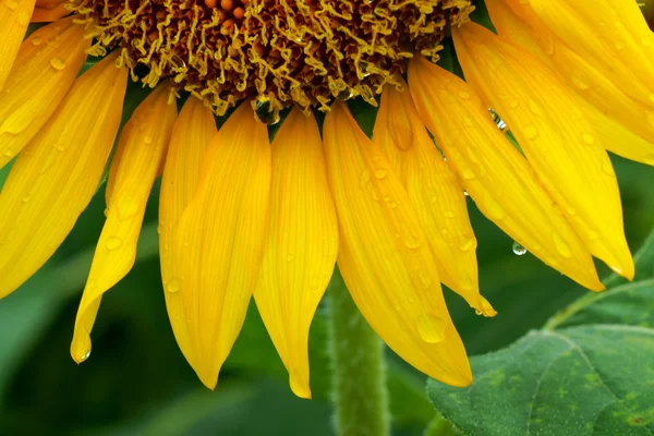 Polen y pétalos de girasoles . — Foto de Stock