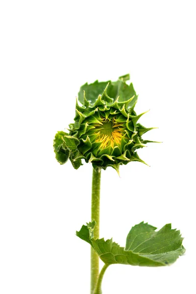 Young sunflowers — Stock Photo, Image