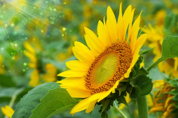 Helder gele zonnebloemen — Stockfoto