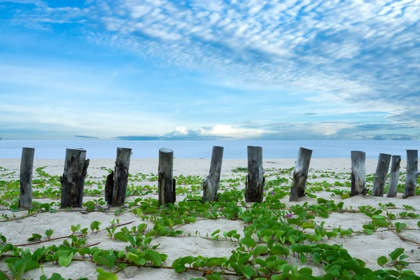 Stump on the beach — Stock Photo, Image