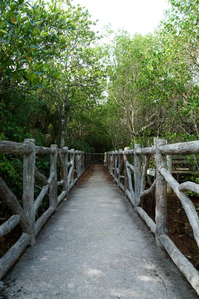 Natürlicher Mangrovenweg. Thailand-Reise. — Stockfoto