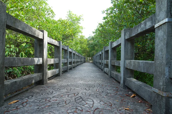 Természetes mangrove sétány. Thaiföld utazás. — Stock Fotó