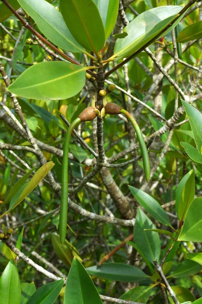 Manglar inclinado (Rhizophora stylosa) con frutos o semillas — Foto de Stock