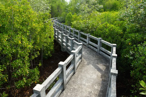 Természetes mangrove sétány. Thaiföld utazás. — Stock Fotó