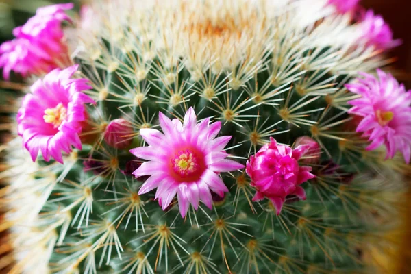 Cactus flower plant. — Stock Photo, Image