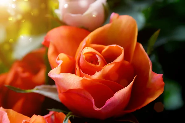 Rose flower — Stock Photo, Image